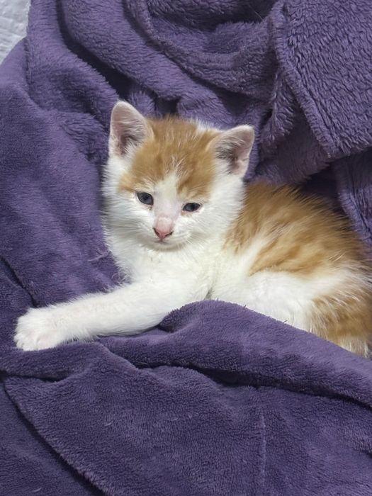 Котенок в добрые руки