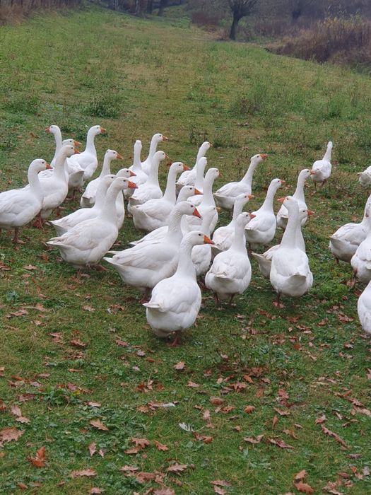 Gaste tinere de vanzare