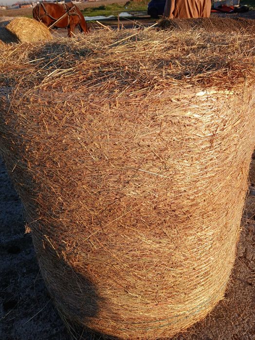 Balotii de fin  rotunzi