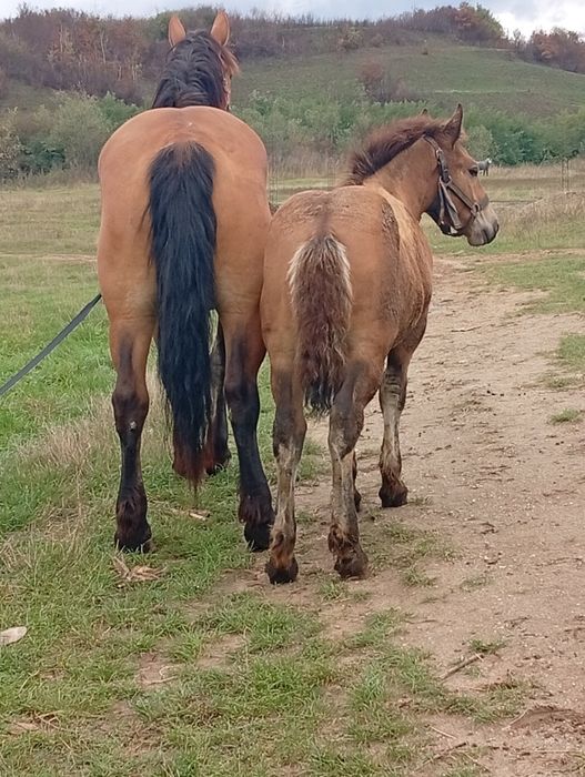 Mânza de 2 ani jumate