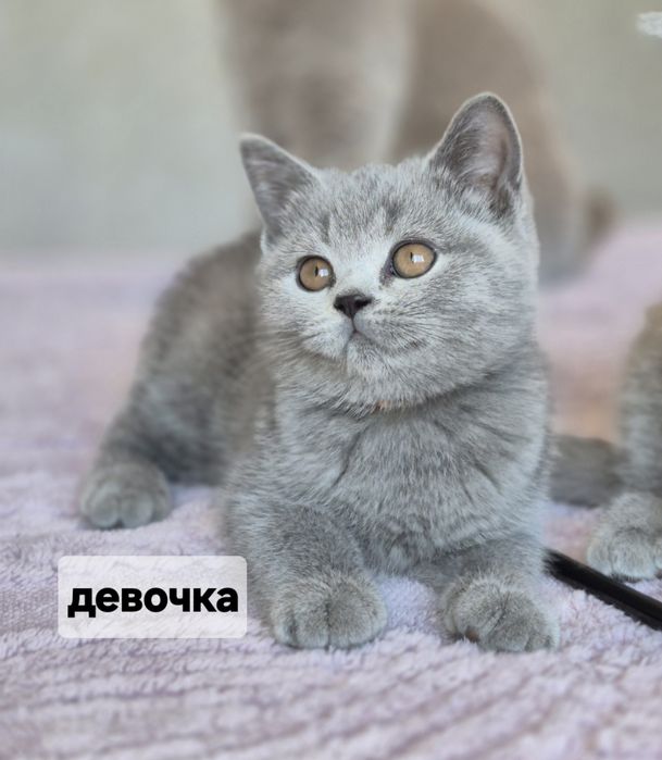 Продается британская девочка