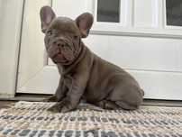 Bulldog francez mascul isabella