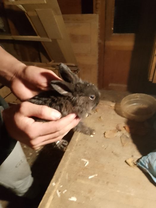 Quyon bolalari sotiladi