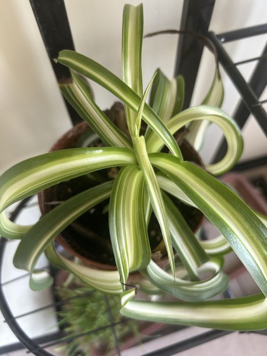 Хлорофитум кудрявый, комнатное растение