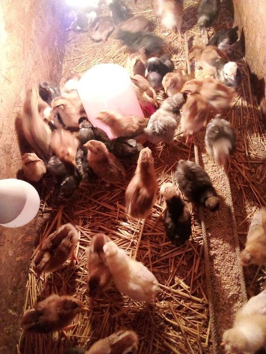 Pui,găini familie italiana potârnichie