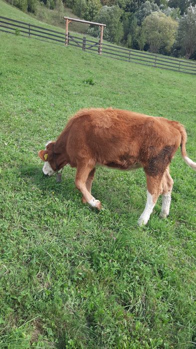 Vaca baltata romaneasca originala de vanzare