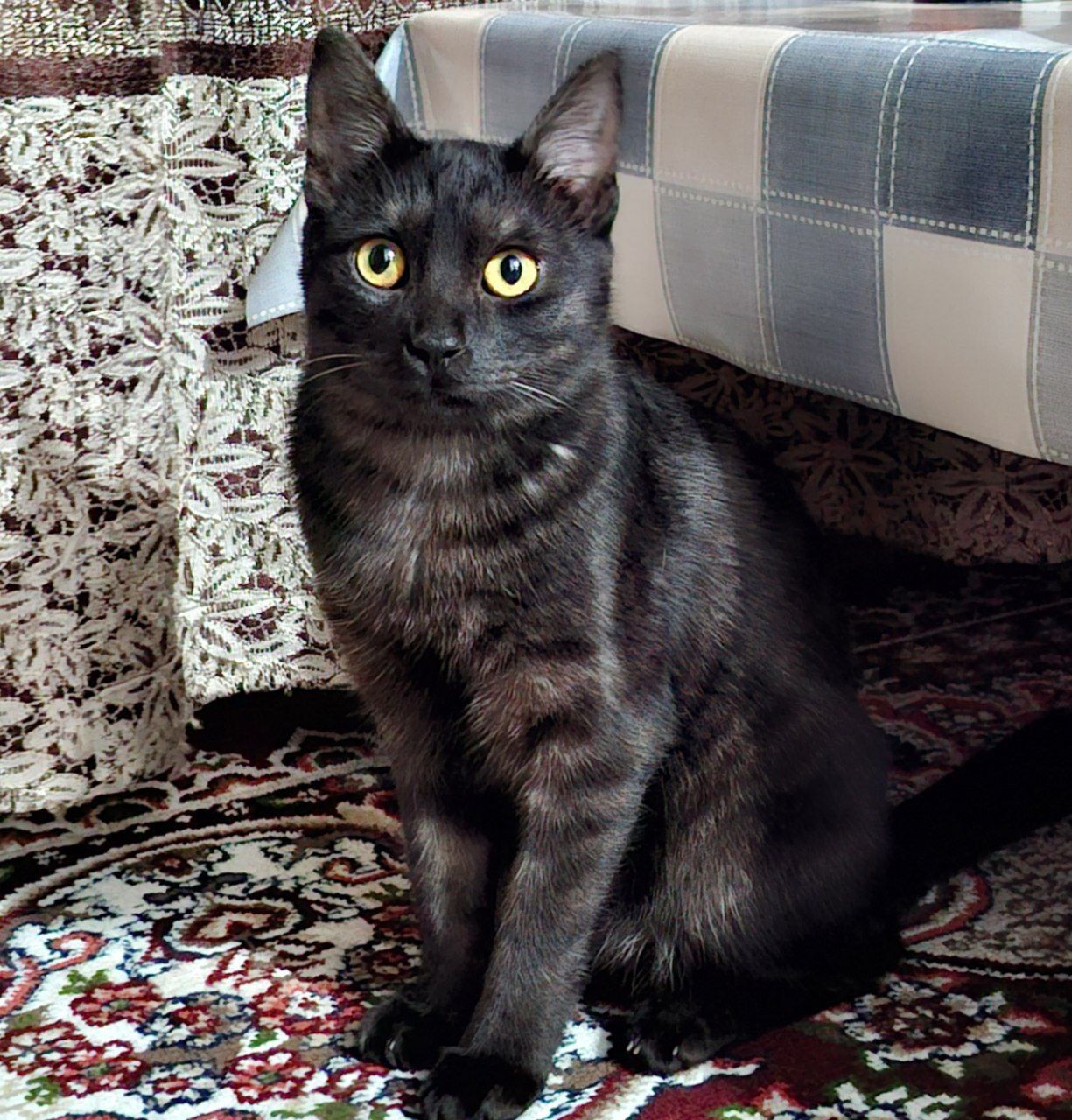 Mushuk hadyaga beriladi