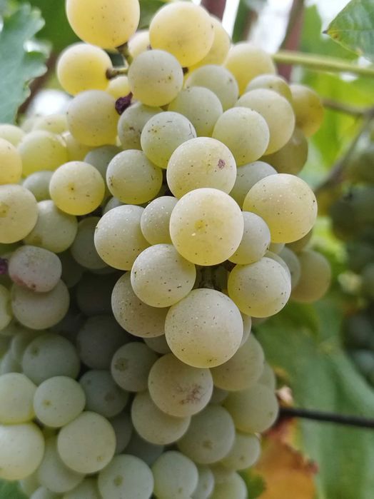 struguri sauvignon alb Dragasani