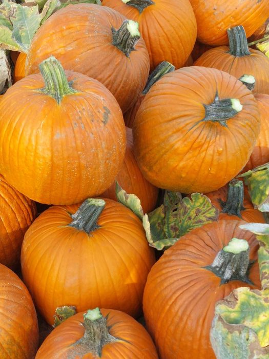 Dovleci Halloween