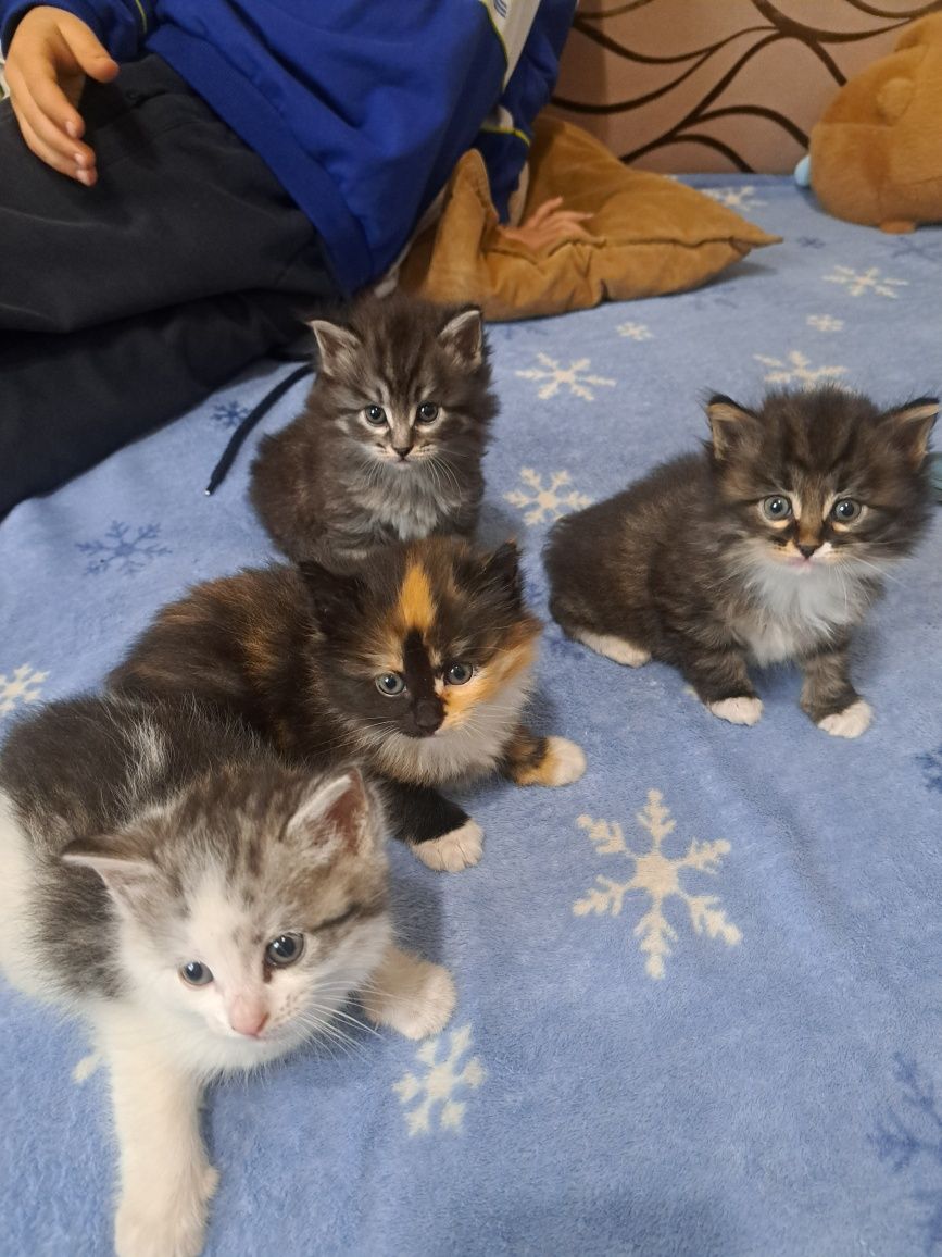 Котята даром в добрые руки.