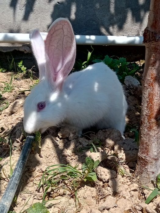 Великан куен боласи