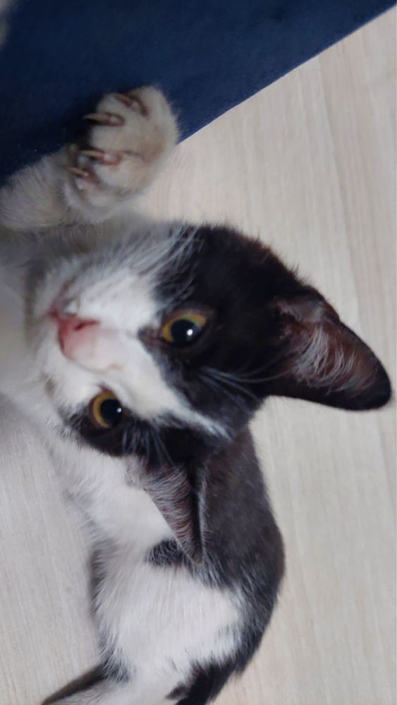 Отдам котенка бесплатно даром
