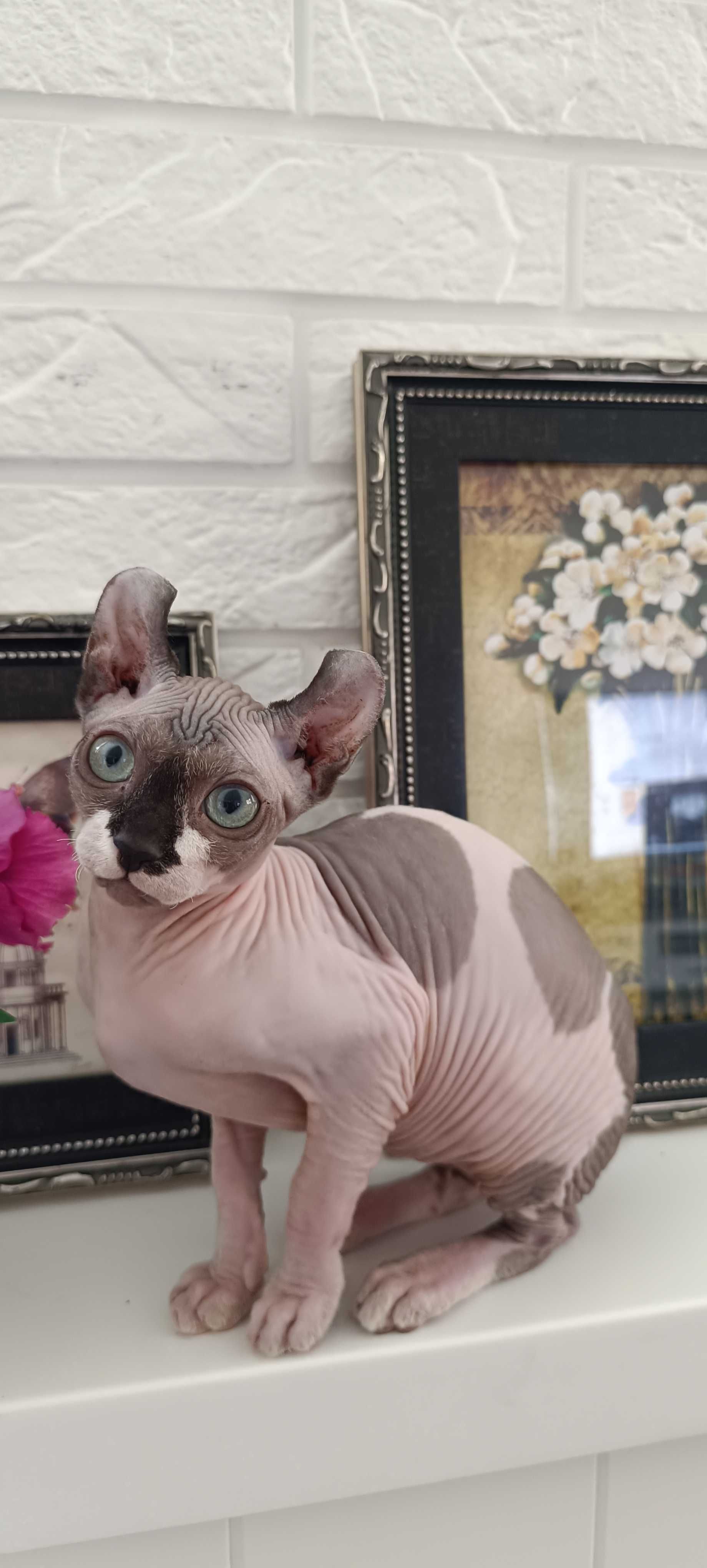Бронь на котят сфинкс Эльф