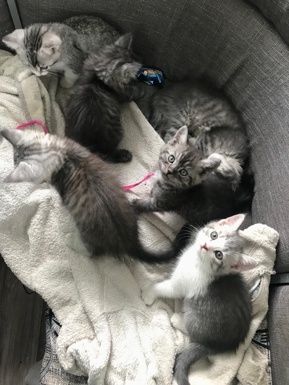 Котята в добрые руки