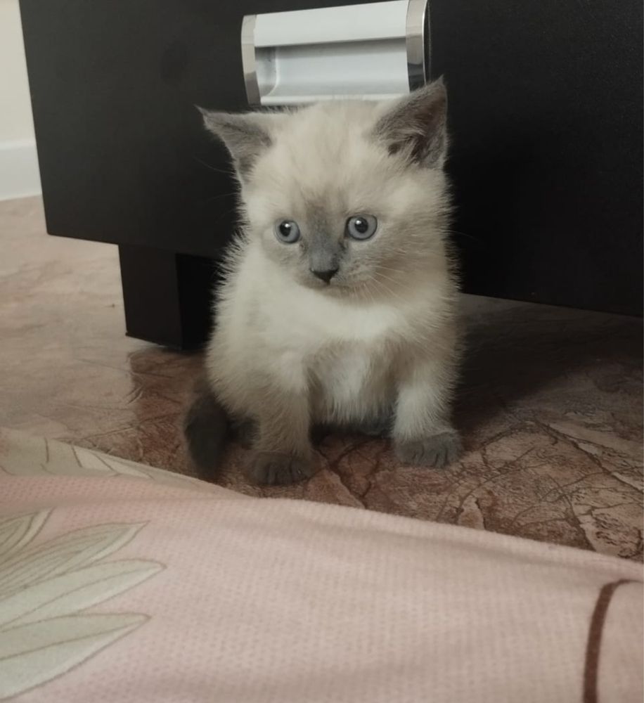 Котенок британец девочка
