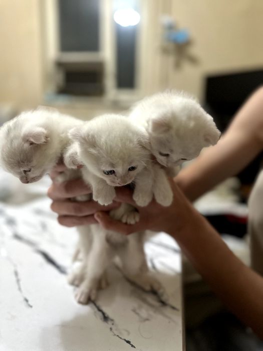 Judayam aqlli toza zotli mushukchalar