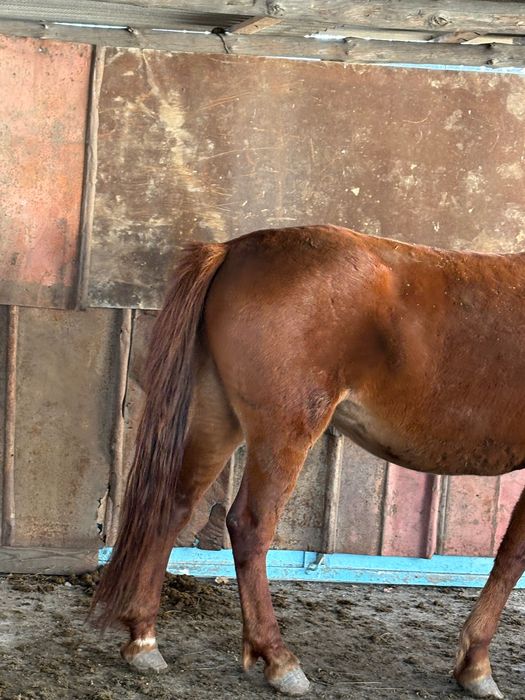 Семиз биелер сатылады