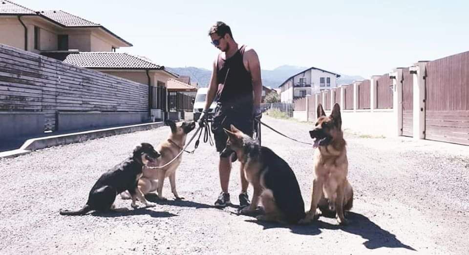 Dresaj canin în grup