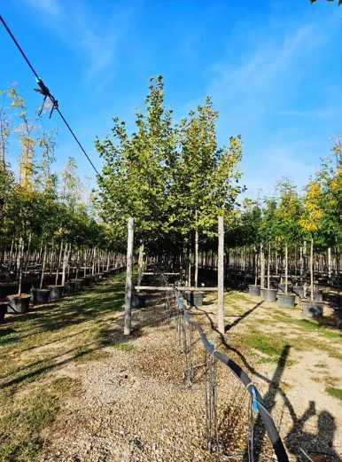 Tei, platan și arțar – armonie naturală în peisaj
