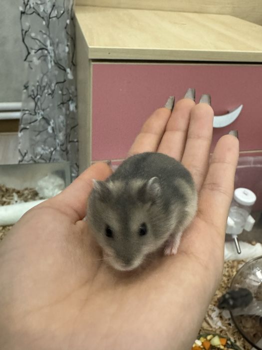 Джунгарский хомяк