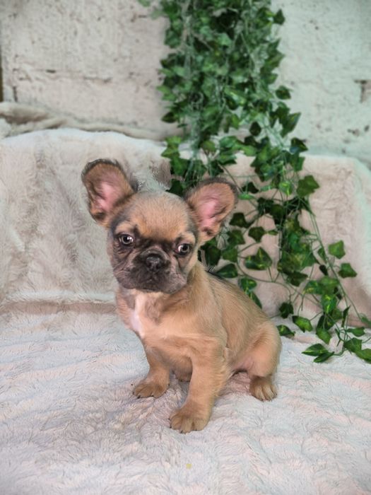 Vand baietel Bulldog francez fluffy - cu par lung