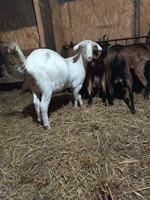 Capra gestanta la prima fatare