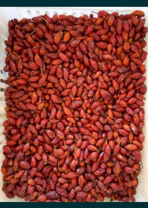 Плод Суха Шипка реколта 2025