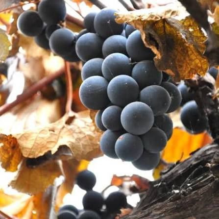 Vita de Vie (Soiuri De Masa Negru )