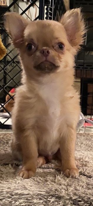 Чихуахуа дългокосместо момче