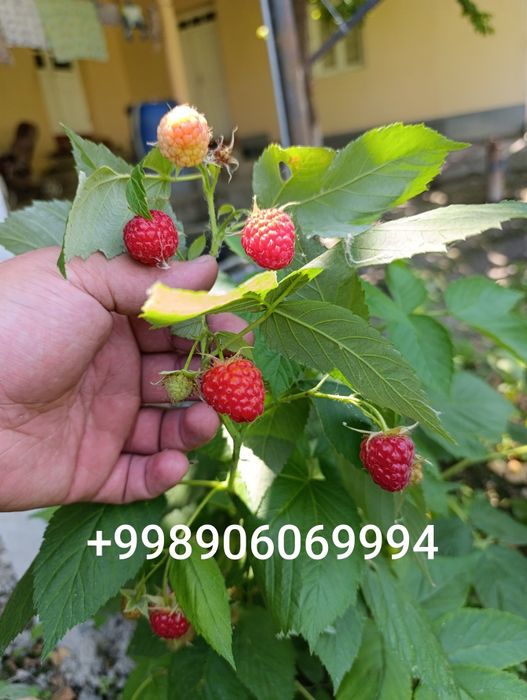 Malina ko‘chat Delniva