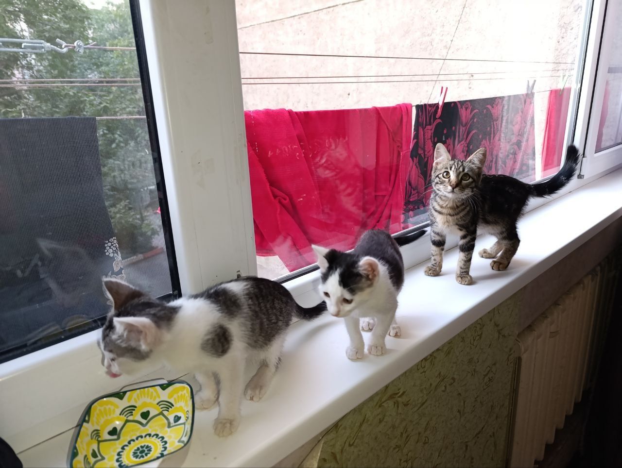 Отдадим милых котят