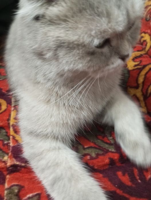 Scottish fold,zottor mushuk,qizbola,