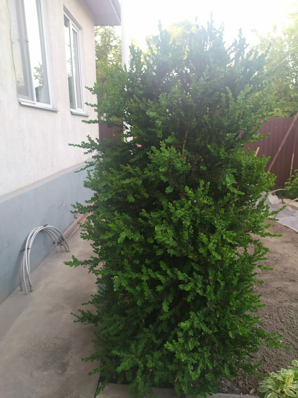 Продам кустарник Самшит (2 дерева)