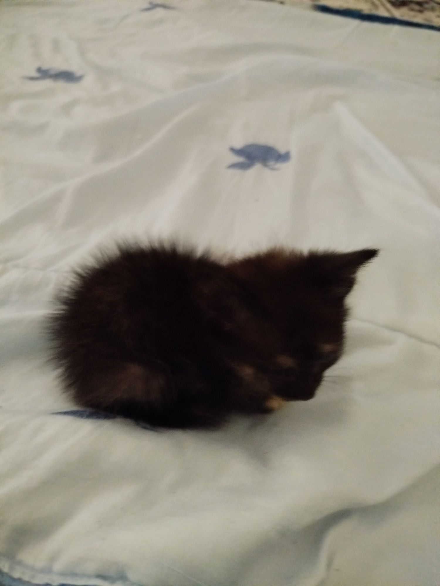 Отдам котенка 2 месяц