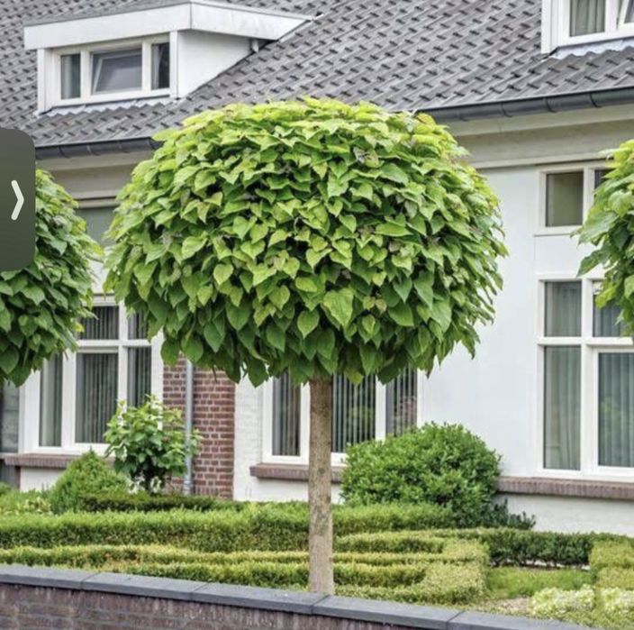 Catalpa decorativ gradina