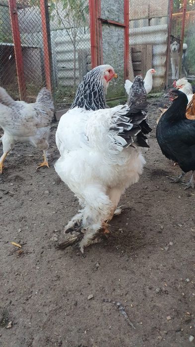 Gaina brahma alb herminat deschis.