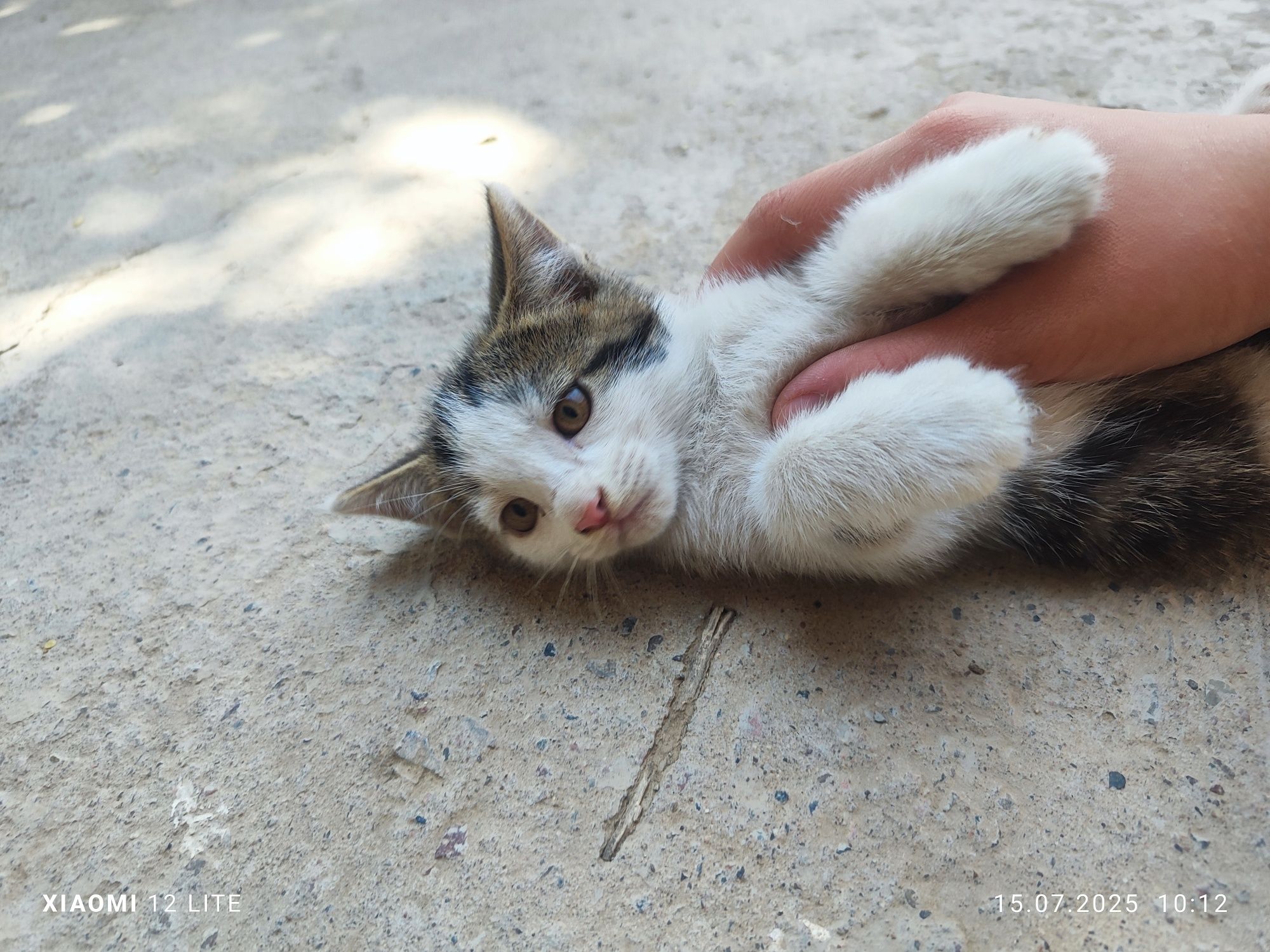 Кошку  и котят отдам в хорошие руки.Кушают корм (kiticat) и домашнюю е