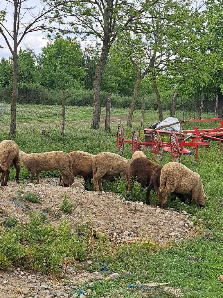 Vând mei crescuți natural cu iarba și porumb