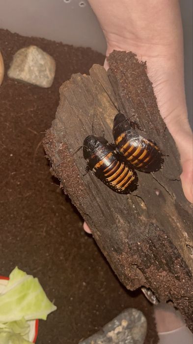 Продам Мадагаскарских тараканов