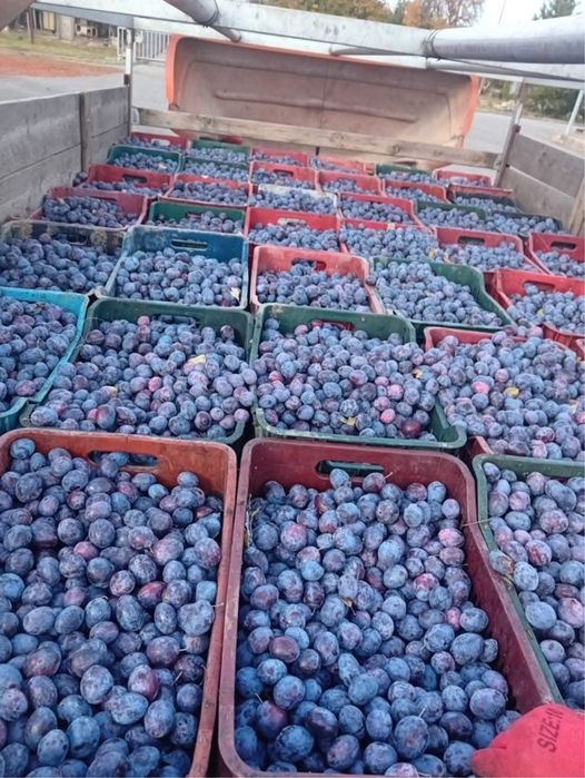 Vand prune pentru tuica