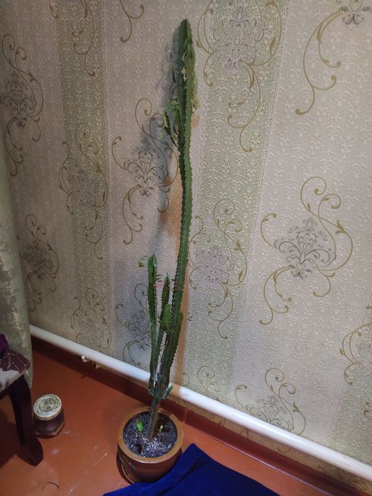 Продам цветок по 2000