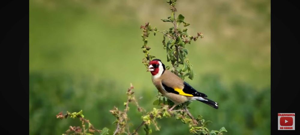 Продам сибирика щегла