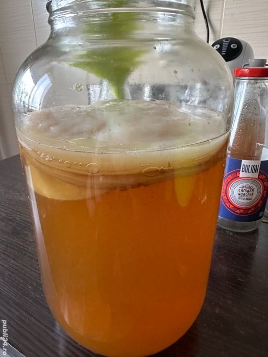 Kombucha - Scooby+ lichid starter