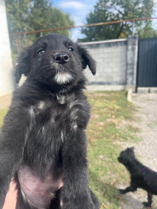 Отдам щенят в хорошие руки! Есть мальчики и девочки