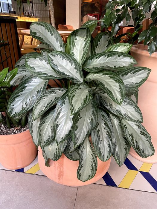 Продаются комнатные растения Замиокулькас, Аглаонема, Фикус, Шеффлера