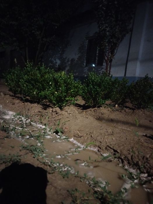 Шамшот куст кочати