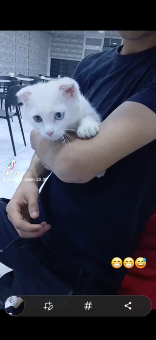 Honakilashgan qoʻlga oʻrgatilgan muhimi egasini yaxwi taniydi