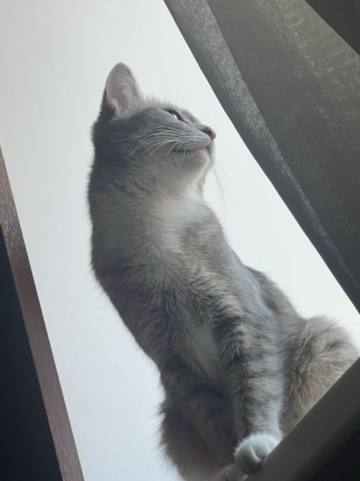 Срочно отдам кошку