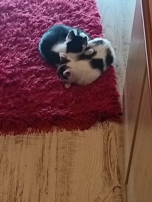 Donez pe Tomiță & Ina vârstă 3 luni