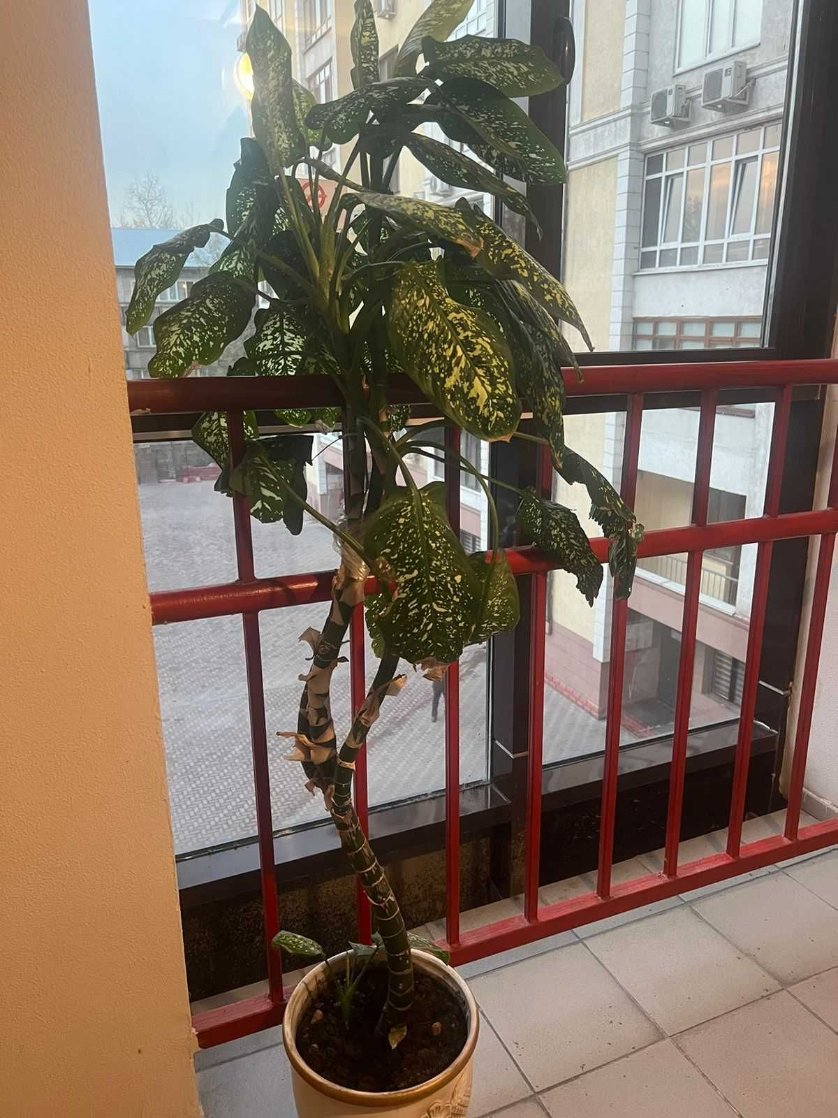 Диффенбахия, шикарный цветок с большими листьями